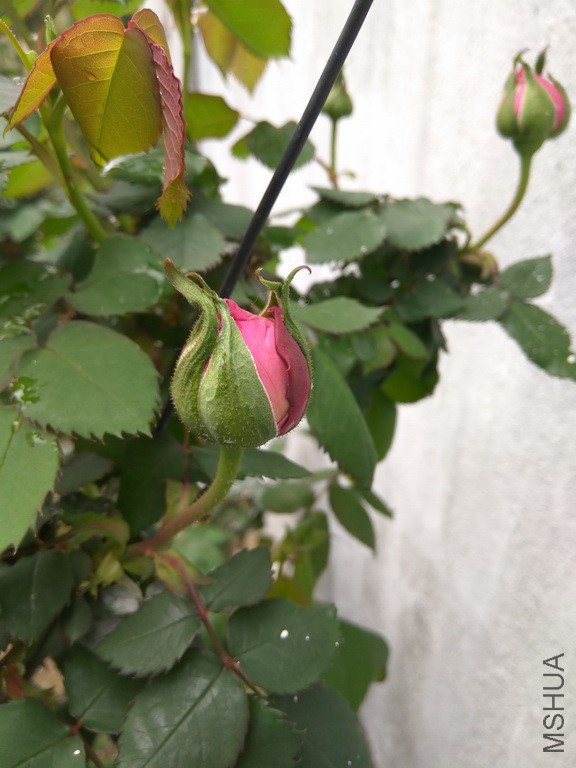 IMG_20170409_133636_resize.jpg