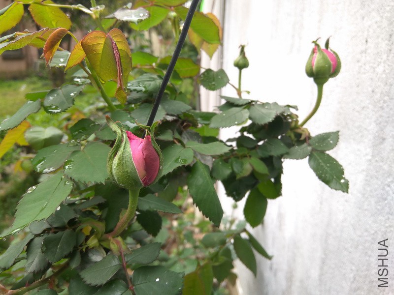IMG_20170409_133651_resize.jpg