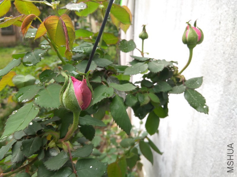 IMG_20170409_133650_resize.jpg