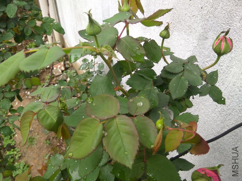 IMG_20170409_133707_resize.jpg
