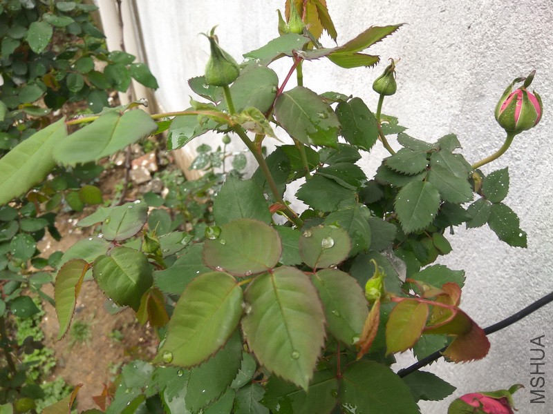 IMG_20170409_133703_resize.jpg