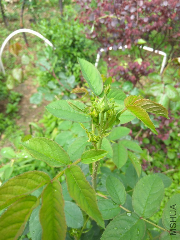 IMG_20170409_134113_resize.jpg
