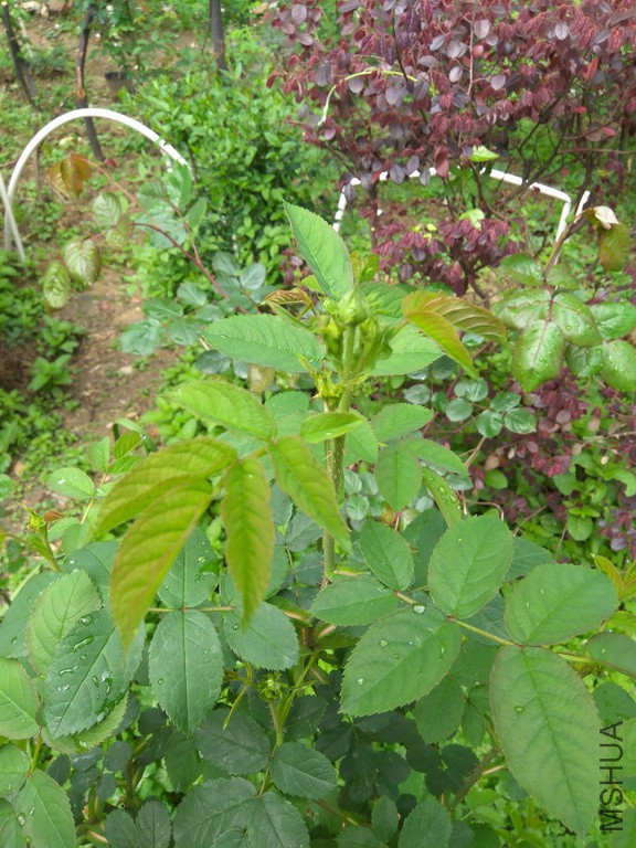 IMG_20170409_134119_1_resize.jpg
