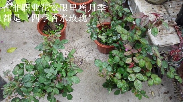 4-B.jpg