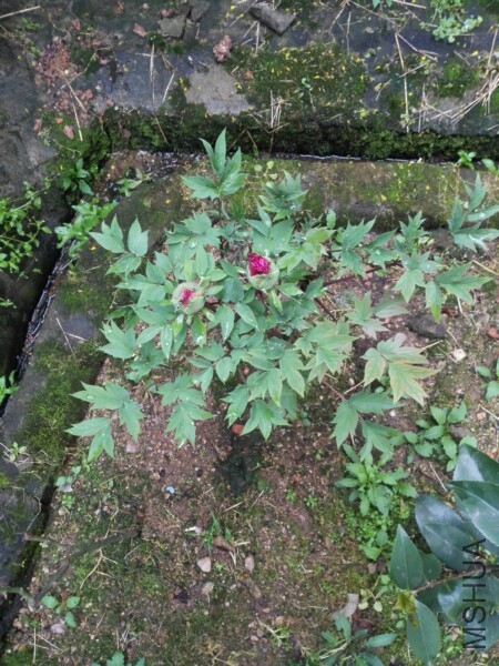 IMG_20170406_123836.jpg