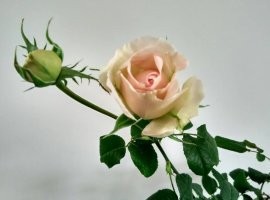 psbCADF8W23.jpg