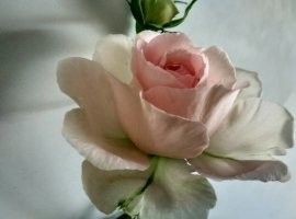 psbCAGC78R1.jpg
