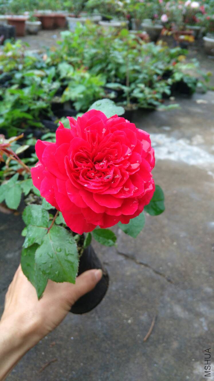 123301bsw943ku44ozk2w0.jpg