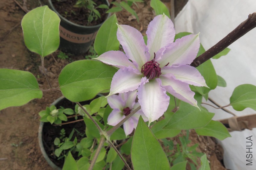 IMG_5856.JPG