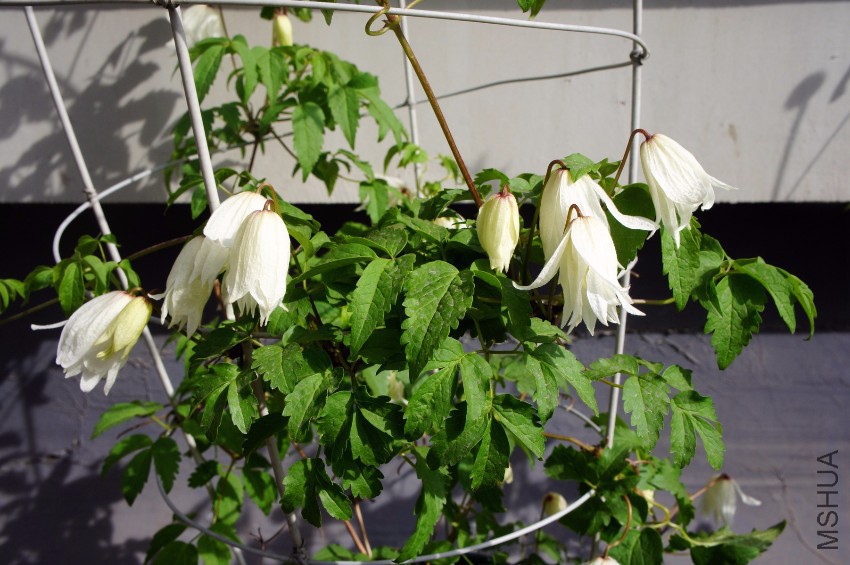 DSC09767.JPG