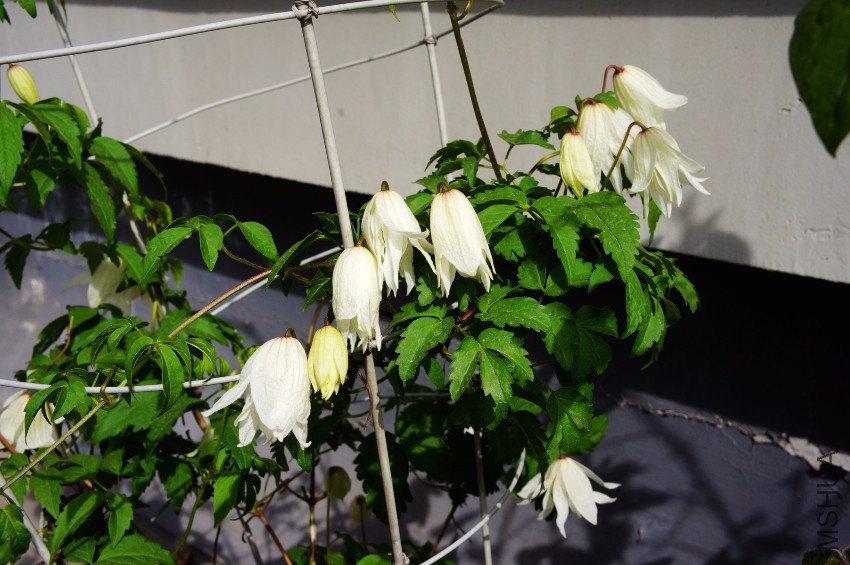 DSC09774.JPG