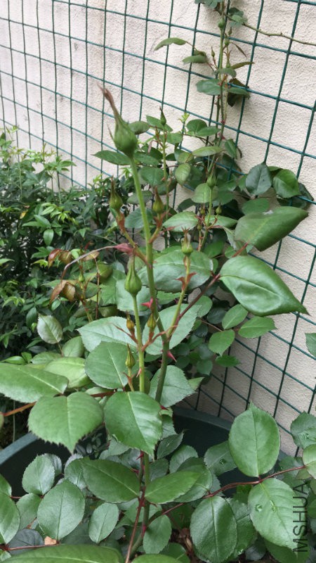 照片 008.jpg