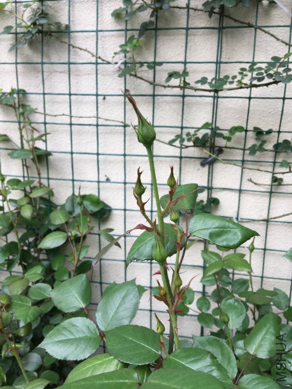 照片 001.jpg