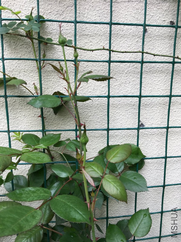照片 003.jpg