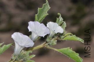 exodeconus (Mobile).jpg