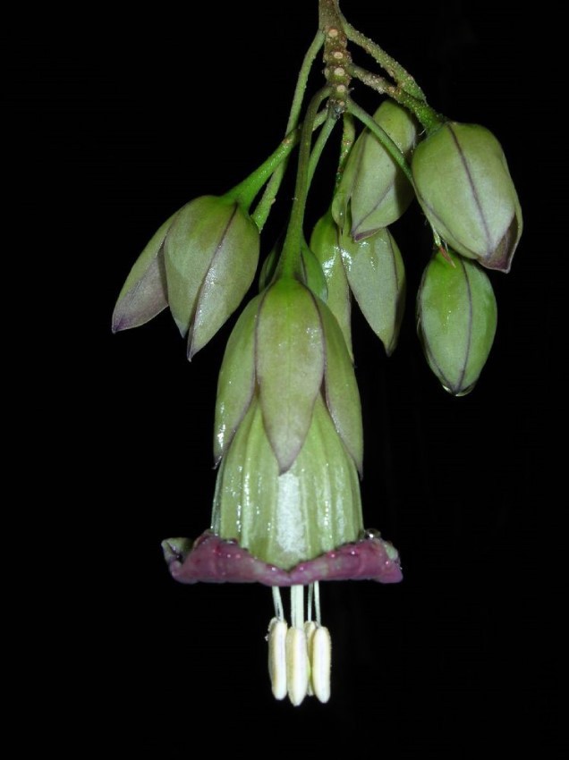 Merinthopodium_neuranthum2.jpg