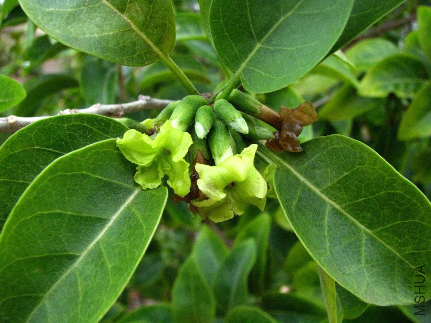 Nothocestrum_breviflorum_(4741001594).jpg