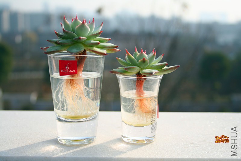 ��Ƭ 195_����.jpg