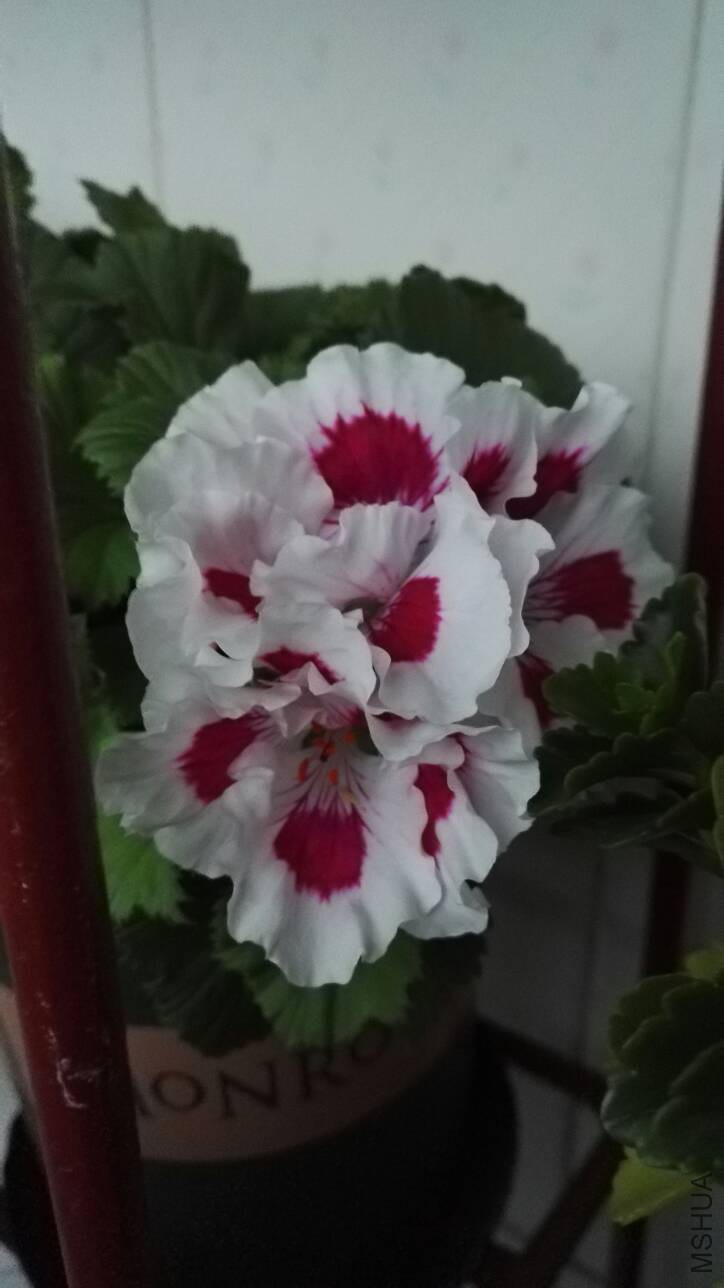 184121b44cffzsfyscf4fz.jpg