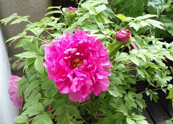 IMG_20170129_105808.jpg