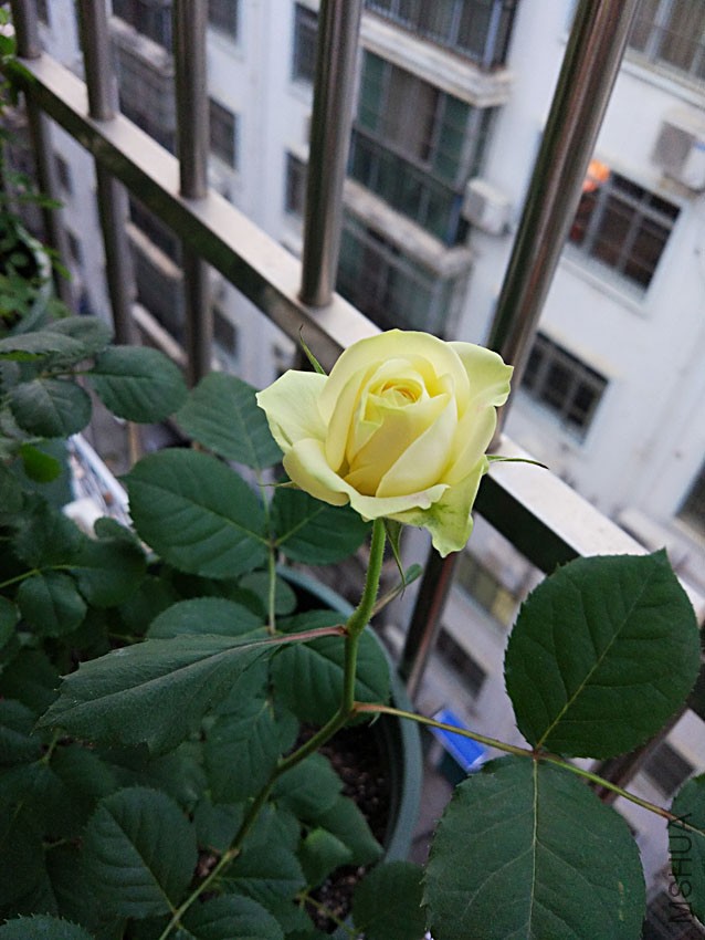 IMG_20170410_190518.jpg