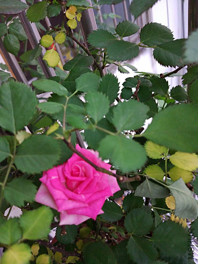 IMG_20170410_190619.jpg