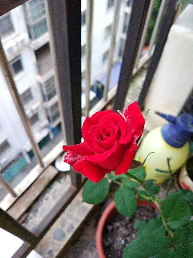 IMG_20170410_190754.jpg