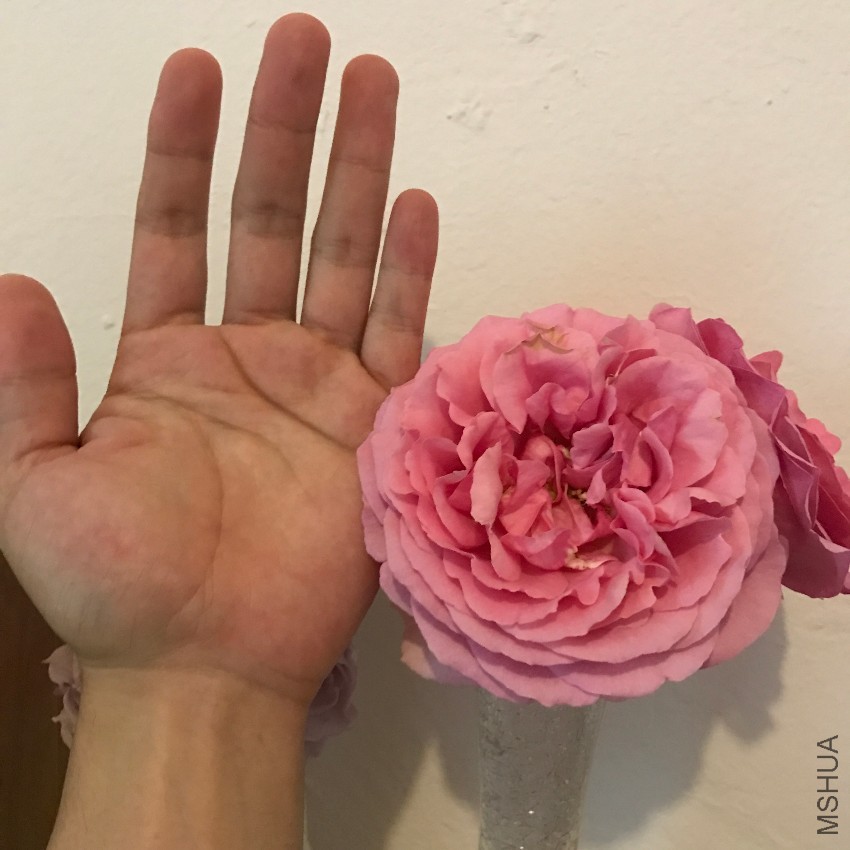 ��ܽ��������