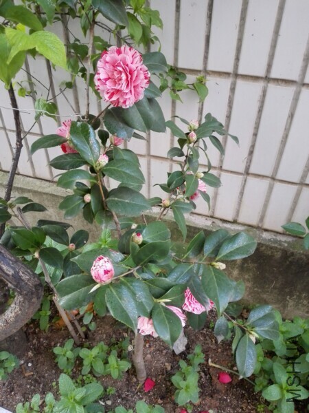IMG_20170402_174552.jpg