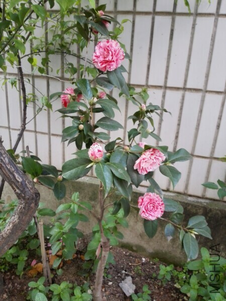 IMG_20170402_174643.jpg