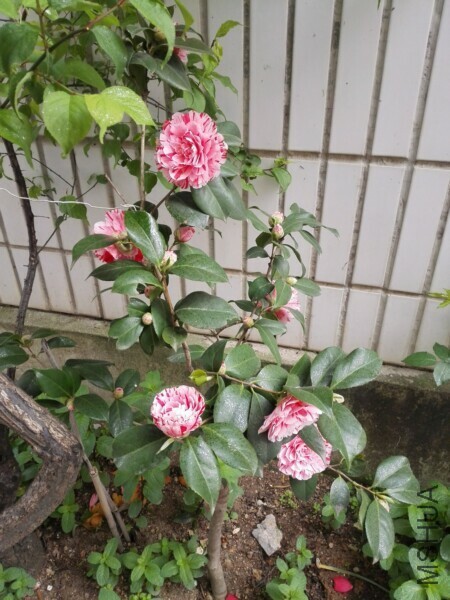 IMG_20170403_083127.jpg