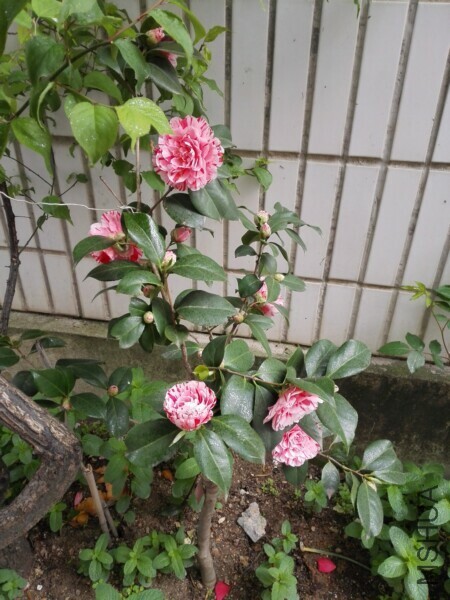 IMG_20170403_083114.jpg