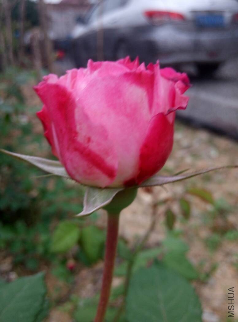 110739ord2rfwy25ya2iv0.jpg
