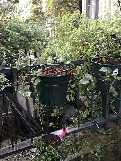 ѹ�����죬Ŀǰ��û����