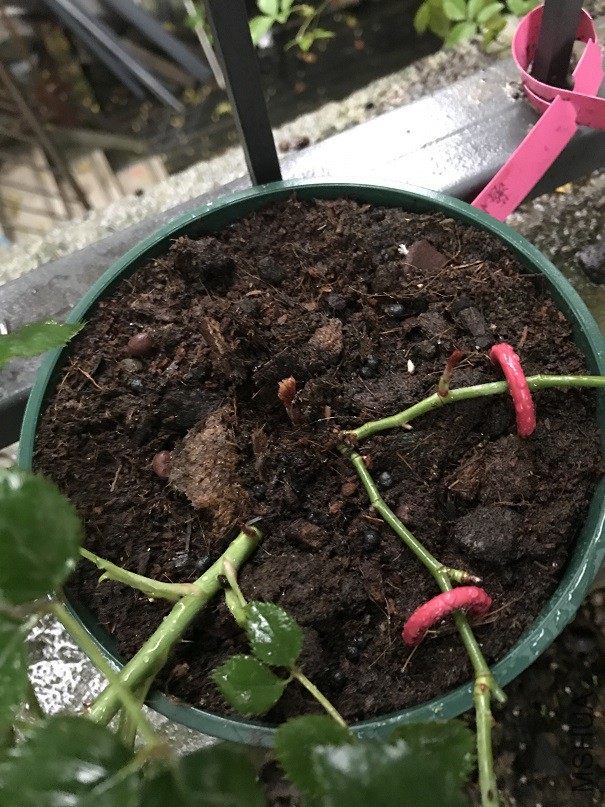 ѹ��ʮ�죬Ҳ������