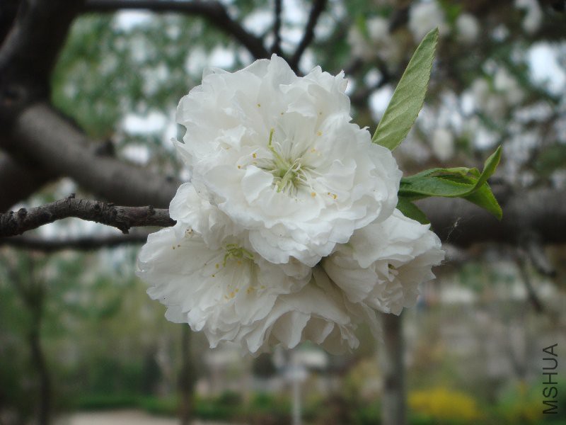 DSC08746.JPG