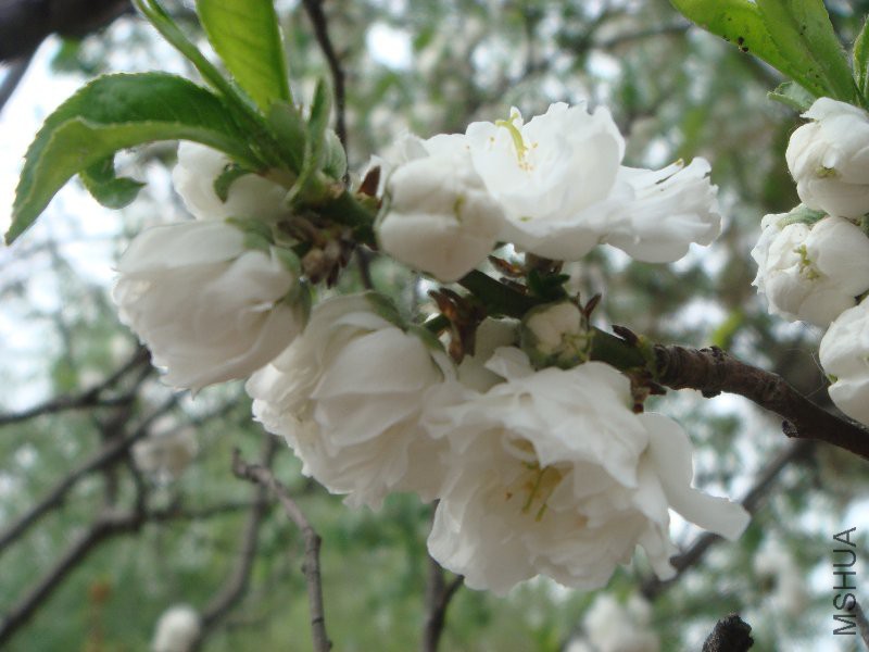 DSC08747.JPG
