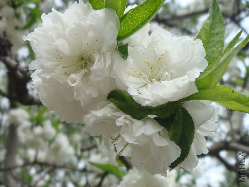 DSC08756.JPG