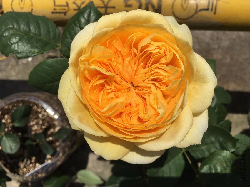 webwxgetmsgimg (4).jpg