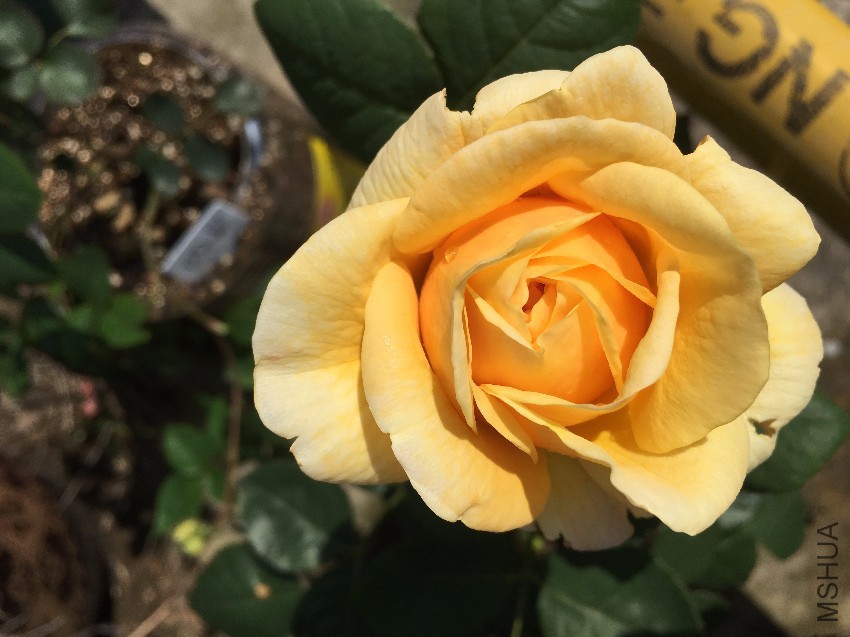 webwxgetmsgimg (1).jpg