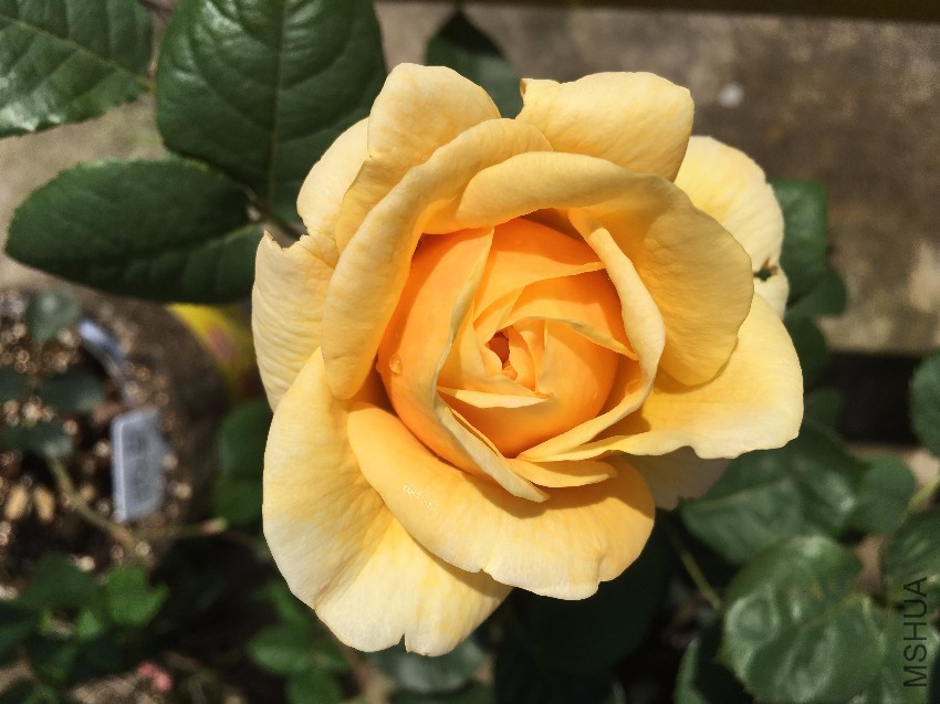 webwxgetmsgimg (2).jpg