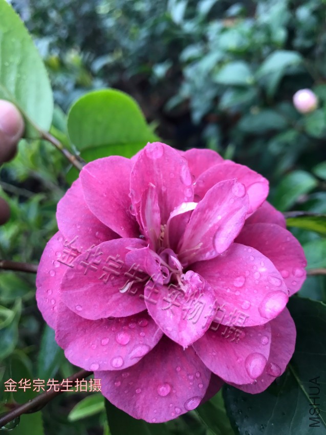���������飨��ɫ�軨Ʒ����