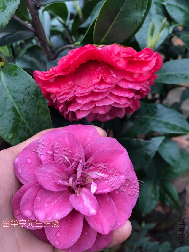 �����飨��ɫ�軨Ʒ��