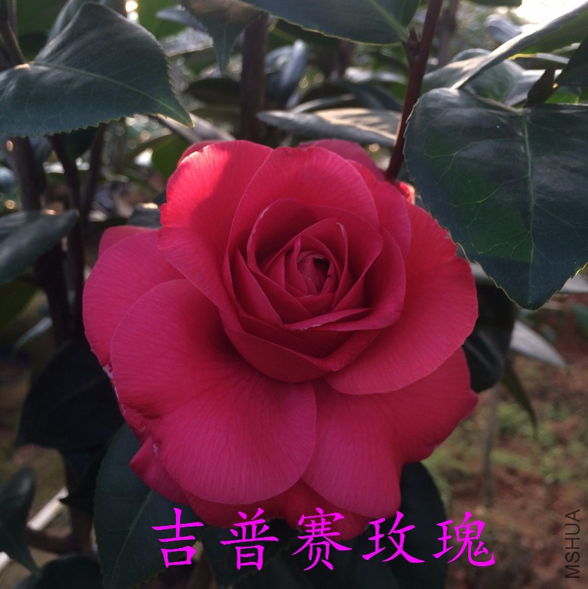QQͼƬ20170411211441.jpg