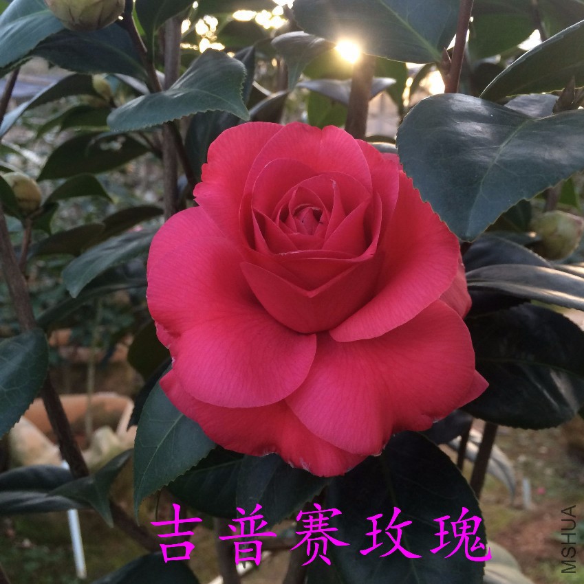 QQͼƬ20170411211458.jpg