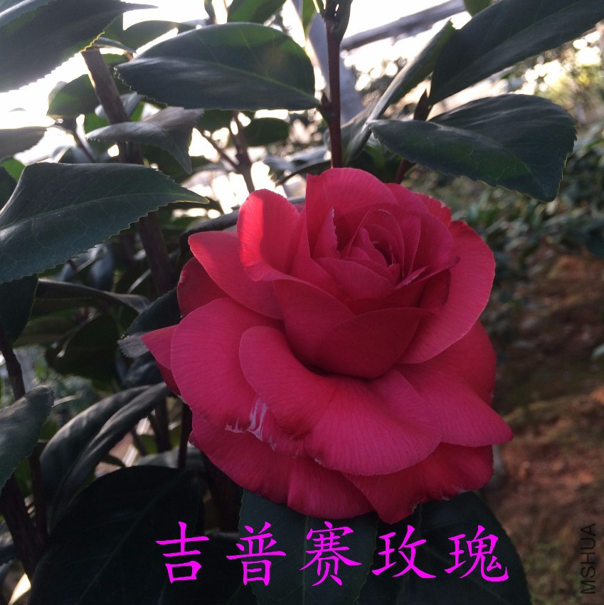 QQͼƬ20170411211502.jpg