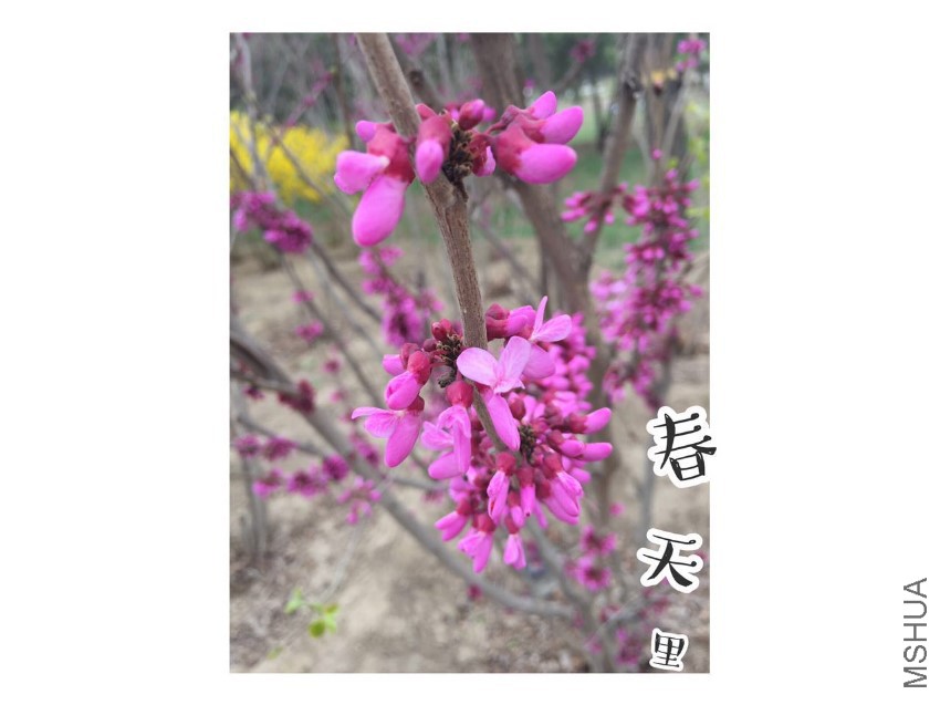 zijing.jpg