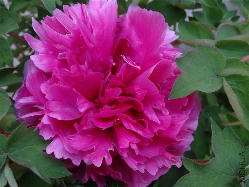 DSC02855.jpg