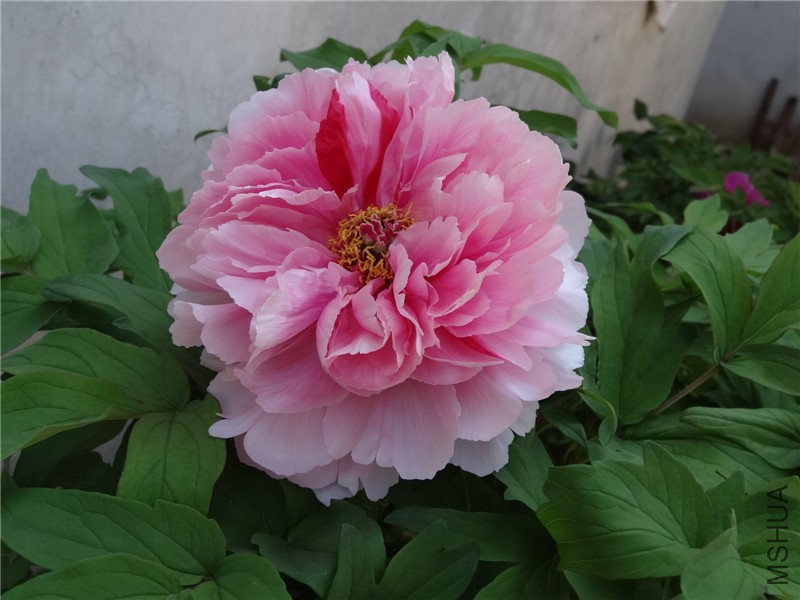 DSC02854.jpg
