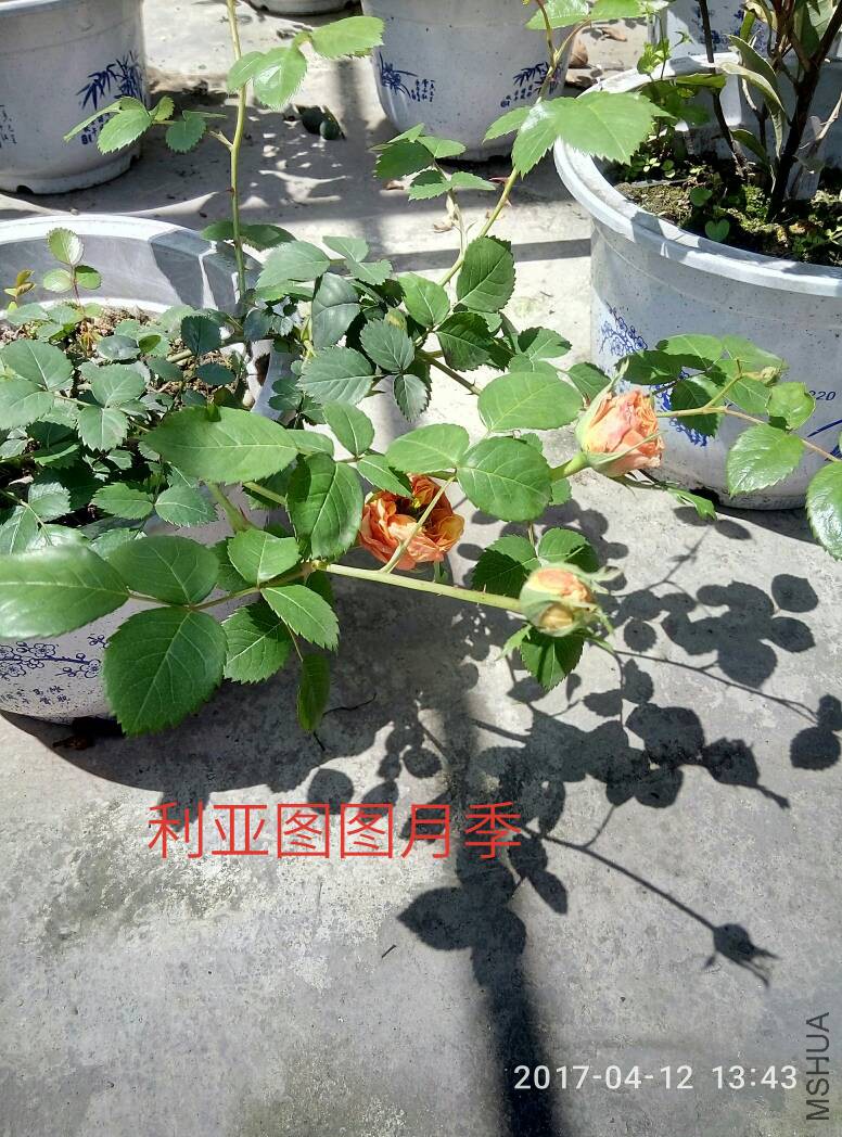 160341hlywkcrrt8b8cocc.jpg